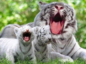あくびをする虎の親子
