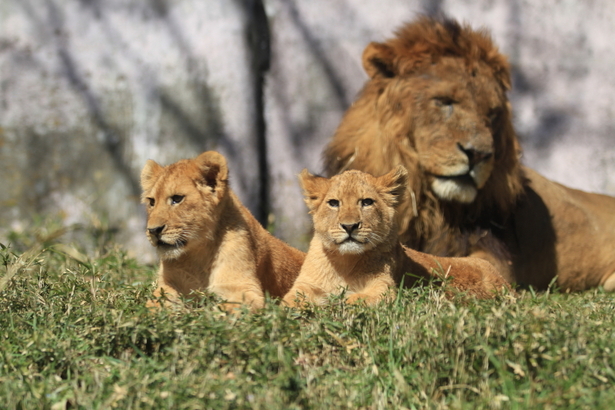 百獣の王 ライオン親子の色々な姿の高画質な画像まとめ 写真まとめサイト Pictas