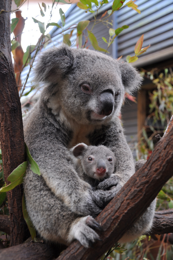 お母さんコアラの袋の中でぬくぬくとしている子供のコアラ。暖かそうですね。お母さんコアラは暖かな視線です。