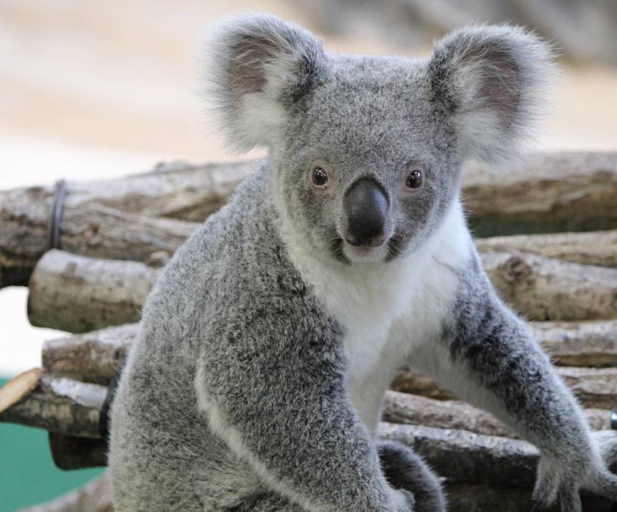 なんだかほっそりとした印象のコアラです。コアラにも個人差があるようですね。