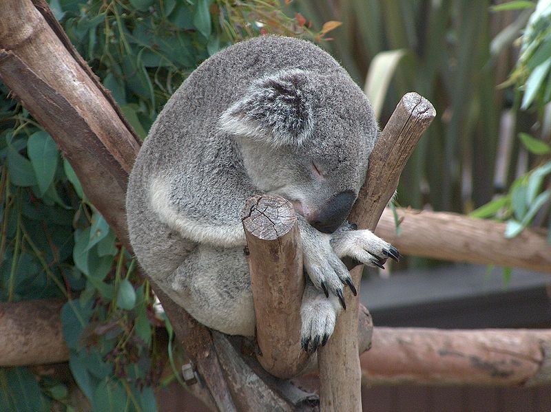 ものすごい体制で眠っているコアラ。落ちないのでしょうかと心配になってしまいます。絶妙なバランス感覚です。