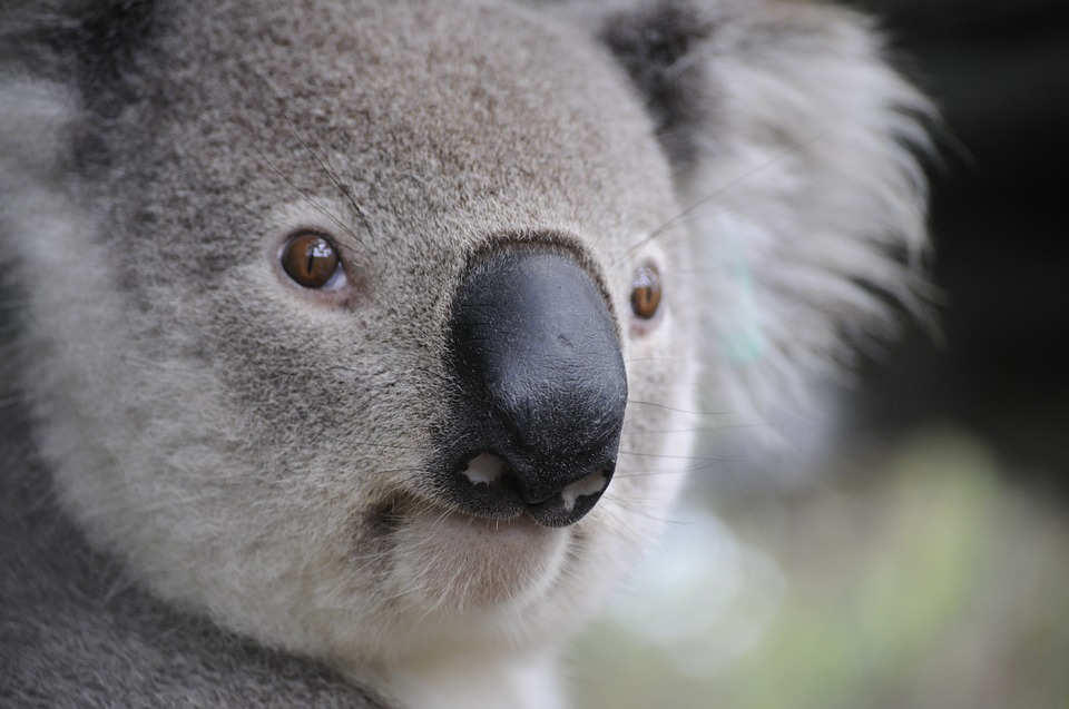 ものすごく真剣なまなざしのコアラ。人間味があふれる表情がじわじわときます。