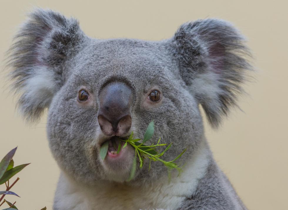 ユーカリの葉をもしゃもしゃと食べるコアラ。コアラの歯はなかなか見れないですね。口元がクスッときます。