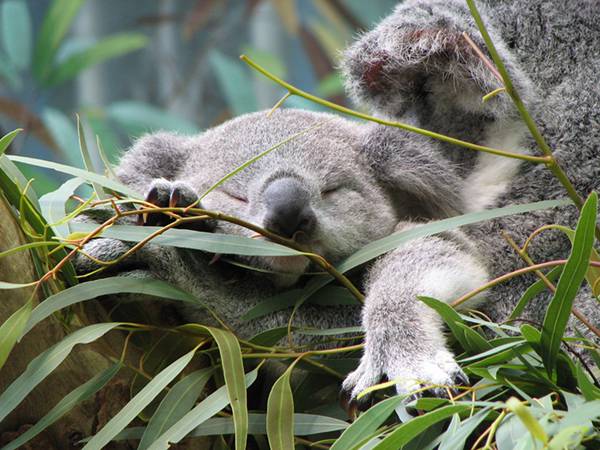 ユーカリを食べながら眠る赤ちゃんコアラ。夢の中でもユーカリを食べているのでしょうか。