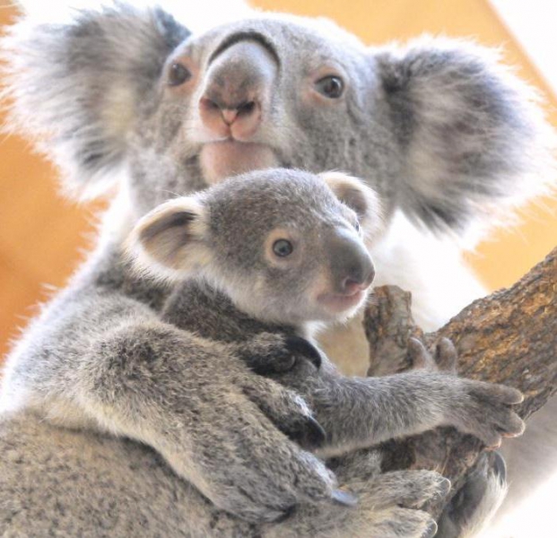 子供のコアラをがっしりと抱きしめる親のコアラ。親子の愛を感じる一枚です。