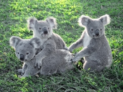 草原で群がるコアラ。通常は群れをつくらず単独で行動すると言われています。。