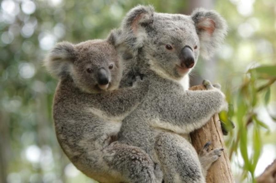 親子のコアラです。子供のコアラは親コアラにがっちりつかまっていますね。ちょっと重そうです。