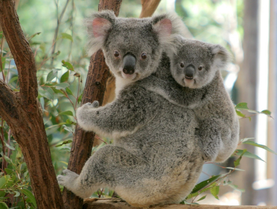 親子のコアラです。子供のコアラは親コアラにがっちりつかまっていますね。必死の前足が可愛らしいですね。
