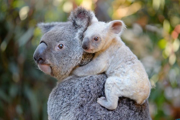 赤ちゃんコアラを首に乗せている親のコアラ。赤ちゃんコアラは白いのですね。小さくても顔はそっくりです。