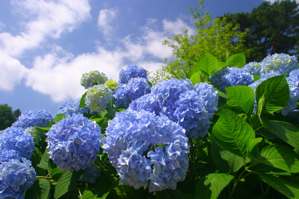 アジサイが咲く青空。梅雨の花のアジサイと晴天。珍しい組み合わせですね。