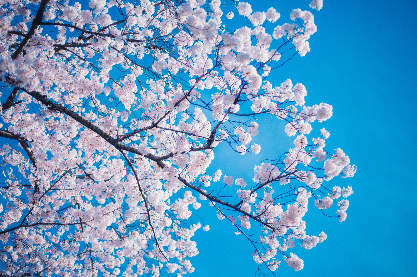 桜満開の青空。この上ないお花見日和ですね。